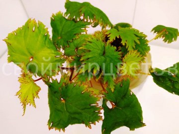 Бегония Lyallii var masoalensis